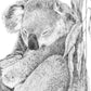 Koala Australian Animals - Fine art print