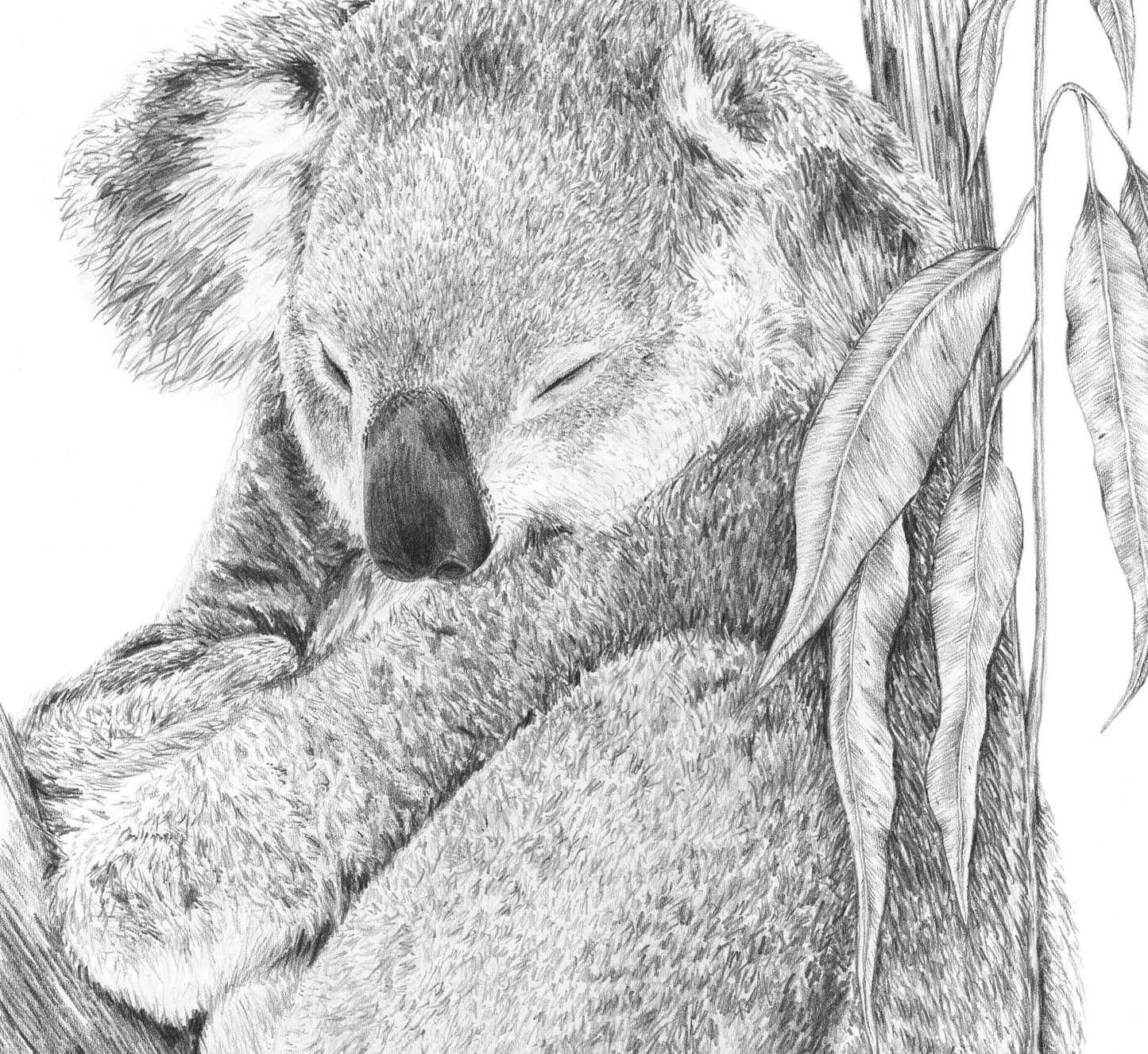 Koala Australian Animals - Fine art print