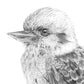 Kookaburra Australian Animals - Fine Art Print