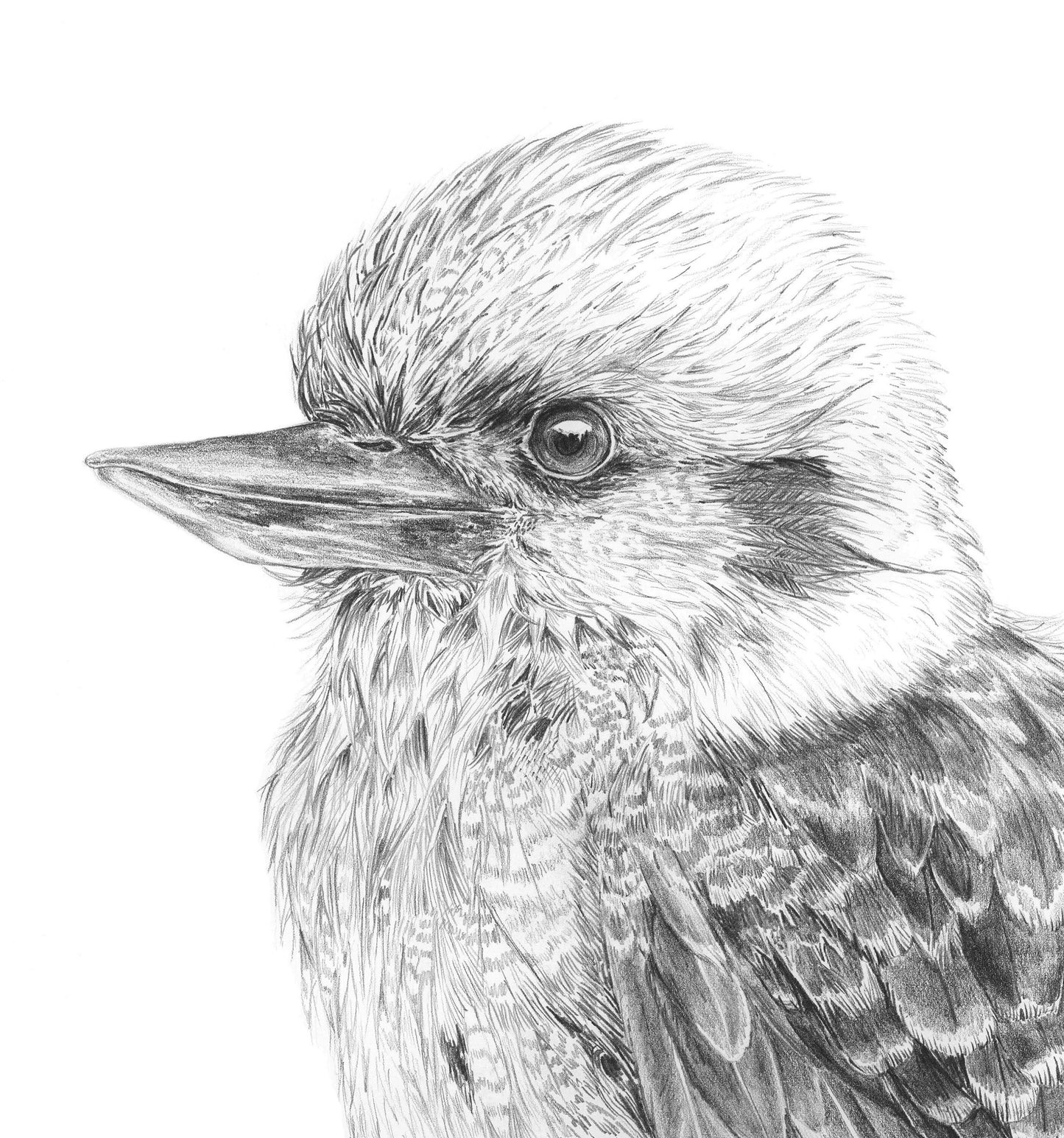 Kookaburra Australian Animals - Fine Art Print