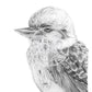 Kookaburra Australian Animals - Fine Art Print