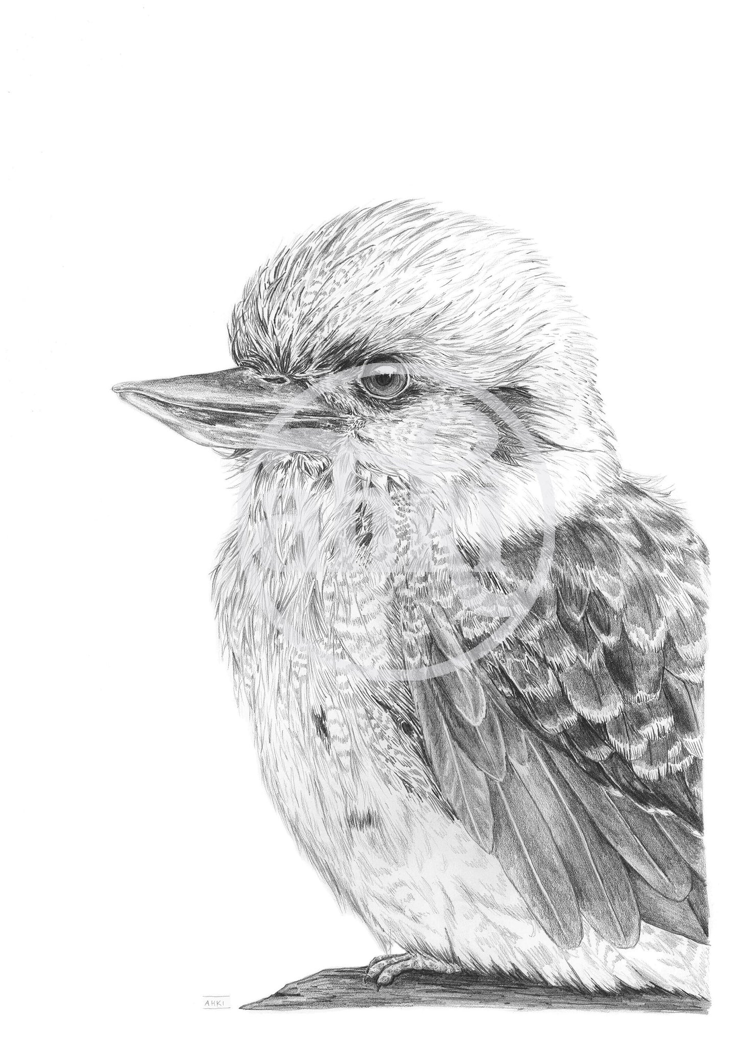 Kookaburra Australian Animals - Fine Art Print