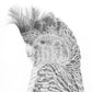 Gang Gang Bird Australian Animals - Fine Art Print