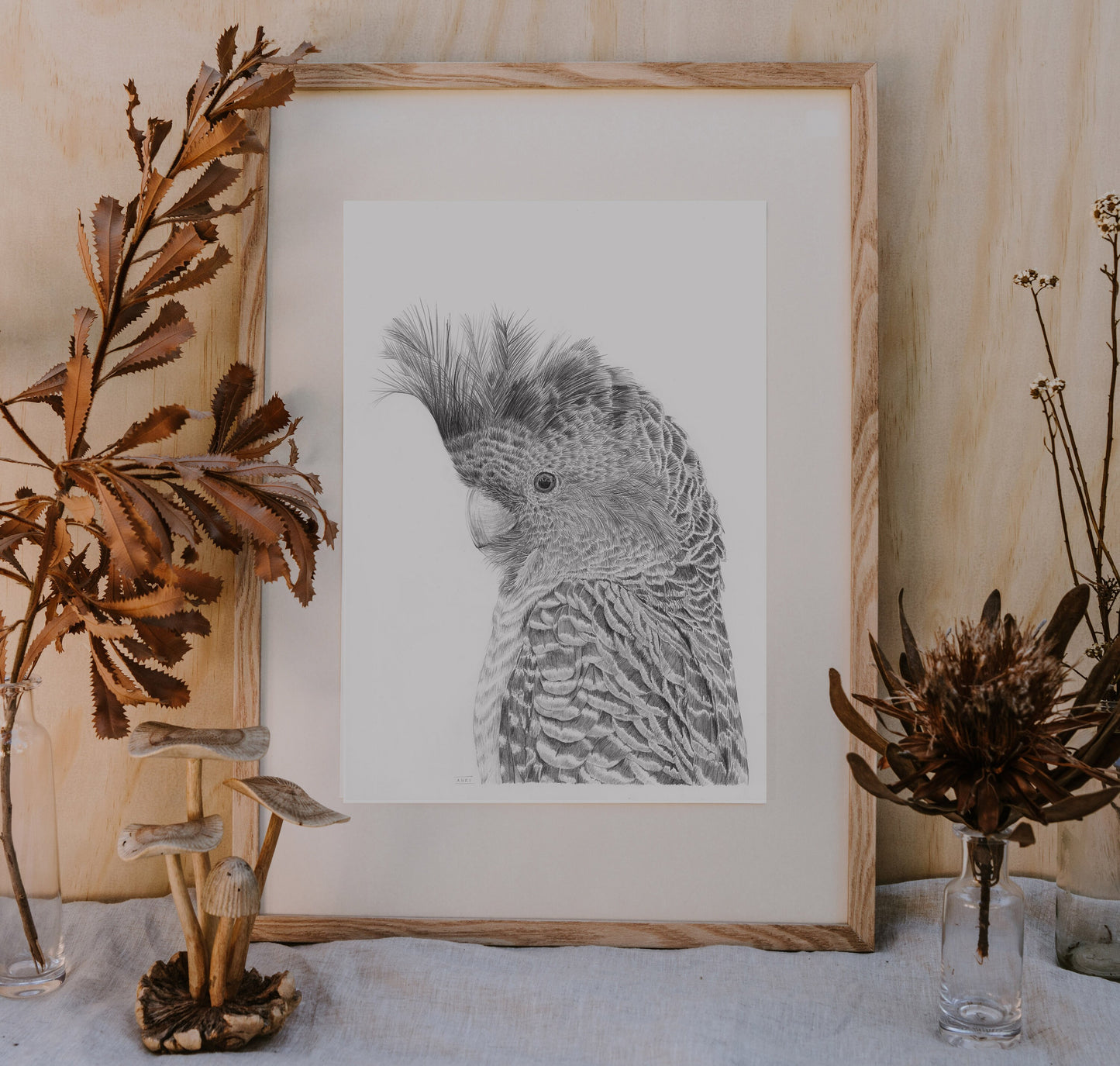 Gang Gang Bird Australian Animals - Fine Art Print