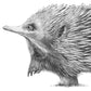 Echidna Australian Animals - Fine Art Print