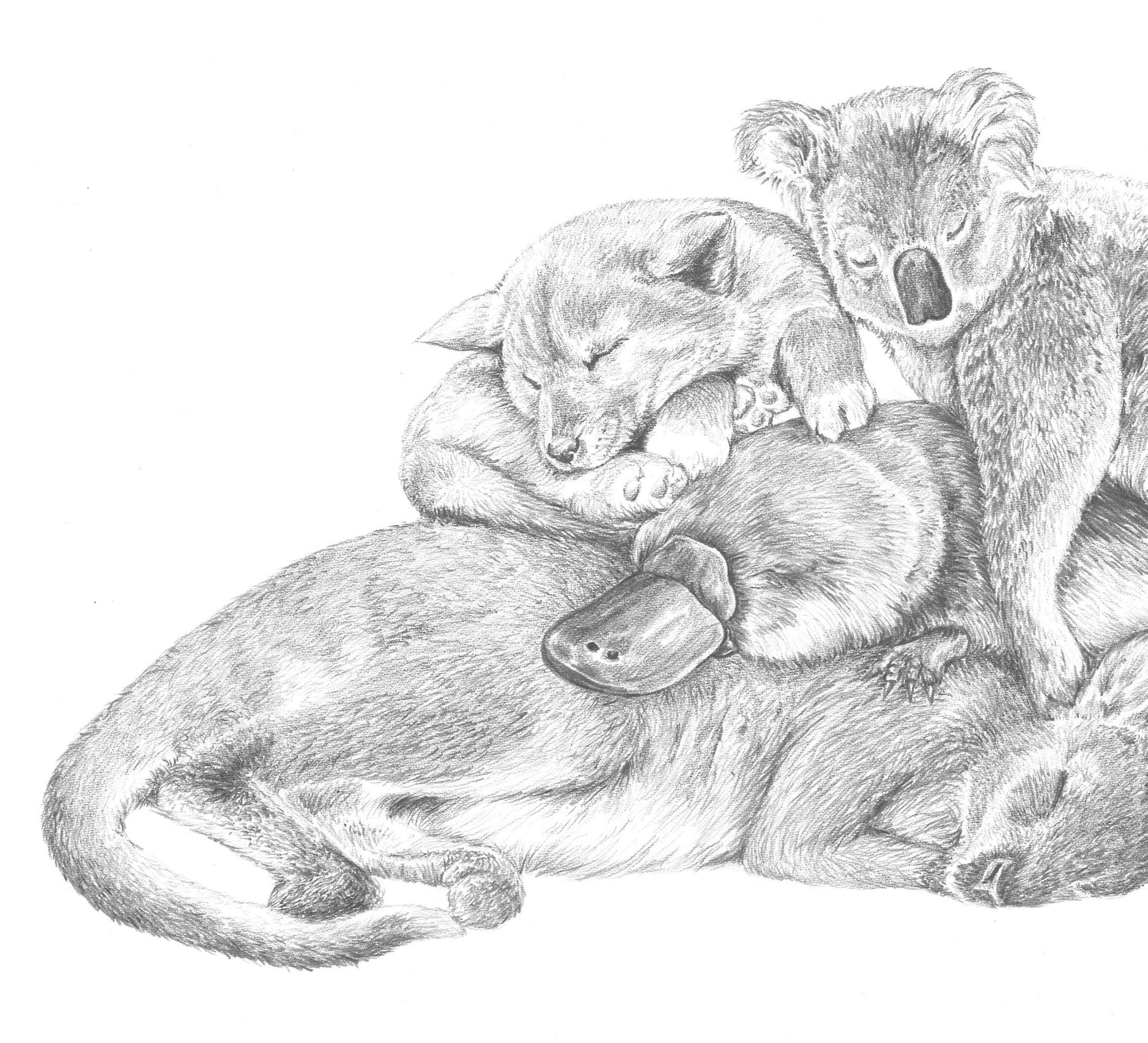 Snuggle Pile - Australian Animals - Fine Art Print