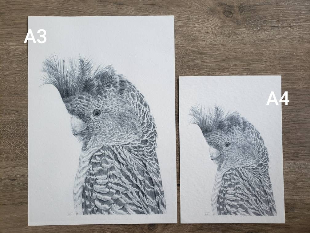 Gang Gang Bird Australian Animals - Fine Art Print