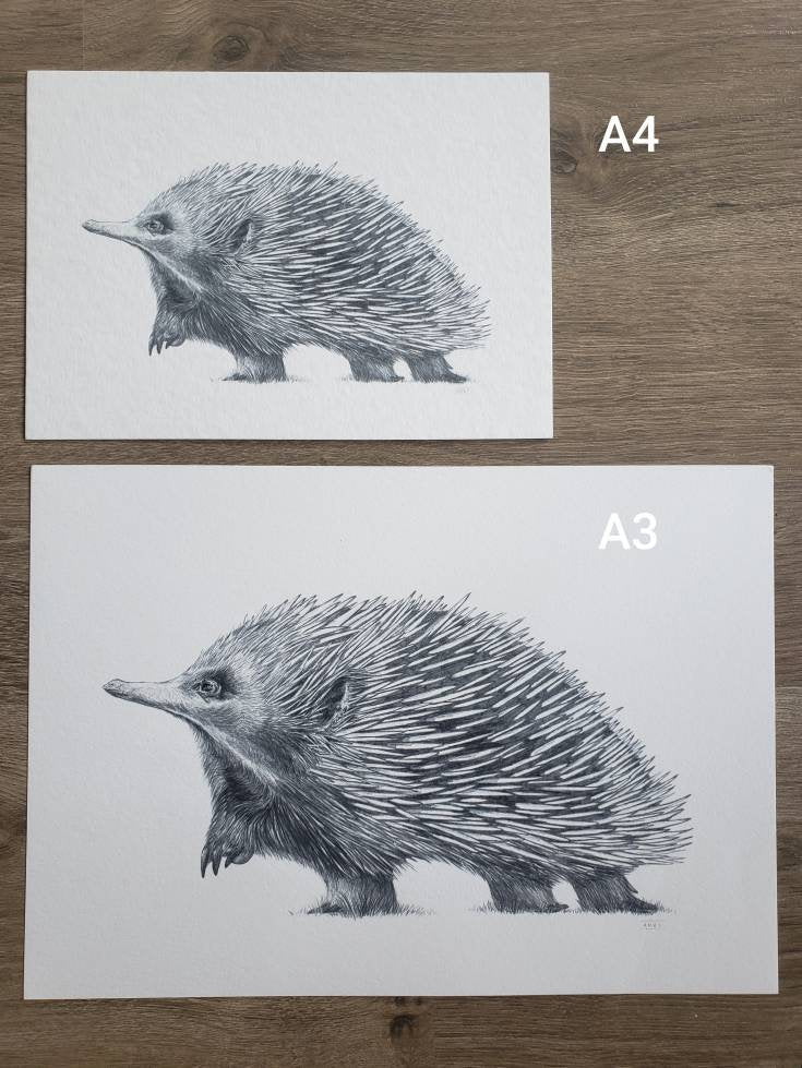 Echidna Australian Animals - Fine Art Print