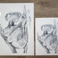 Koala Australian Animals - Fine art print