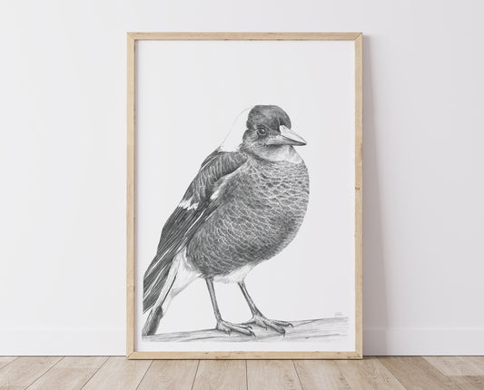 Magpie Australian Animals - Fine Art Print